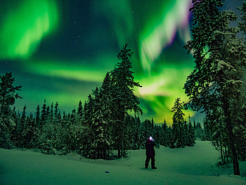 Winter, Nature, Night, Silhouette, Forest, Northern Lights, Aurora Borealis, North HD wallpaper
