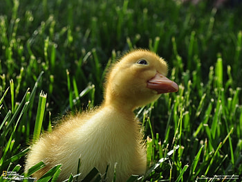 Animals, Birds, Ducks HD wallpaper