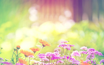 Spring Spring Nature in jpg format for HD wallpaper