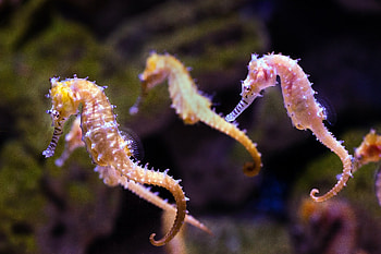 Seahorse, Considerations before buying, PawTracks, Animals HD wallpaper