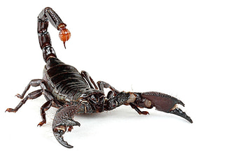 Scorpion species, Arachnid world, Venomous creatures, Rustic HD wallpaper