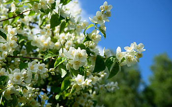 Jasmine, Latvia, sky, blossoms HD wallpaper