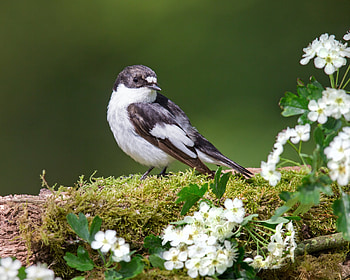 Flycatcher, white, black, bird, flower, green, pasare HD wallpaper