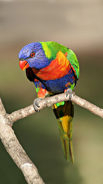 Parrot animals, Parrot , Parrot backgrounds HD phone wallpaper