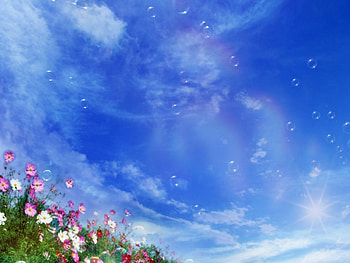 Summer Meadow, bluesky, pink flowers, white clouds HD wallpaper