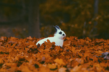 Animals, Autumn, Foliage, Rabbit HD wallpaper