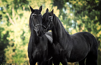 Horses, animal, horse, black, couple, kiss, cal HD wallpaper