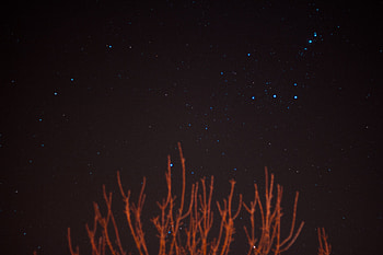 Nature, Stars, Night, Starry Sky, Night Sky, Branches HD wallpaper