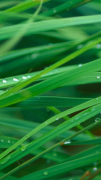 LG G3 grass, Leaf macro, LG G3 , Vertical HD phone wallpaper