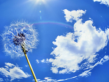 Nature, Sky, Clouds, Dandelion HD wallpaper