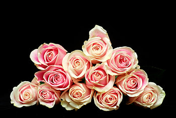 pink roses, still life, bouquet, black background HD wallpaper