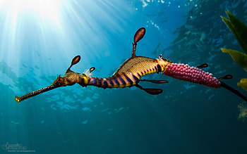 Beautiful sea creatures, collection, Marine life diversity, PC backgrounds HD wallpaper