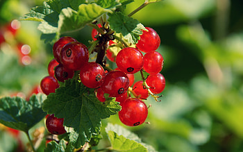 Plants, Berries HD wallpaper