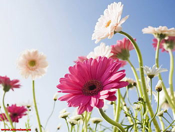Plants, Flowers HD wallpaper