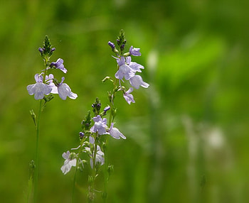 Delicate Flower, delicate, white, stem, flower HD wallpaper