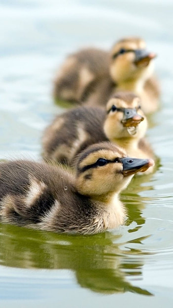 Duck, Baby Ducks HD phone wallpaper