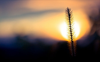 Sunset, Grass, Sky, Dark, Circle HD wallpaper