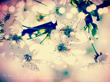 Memories, bokeh, white, spring, purple, pink, fantasy, flower, green, yellow, flowers HD wallpaper