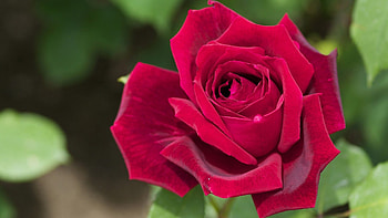 ROSE, PETALS, LEAVES, NATURE, STEMS HD wallpaper