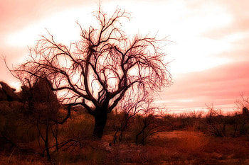 Autumn, red, landscape, other, trees, r, nature HD wallpaper