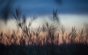 Plants, Landscape, Fields HD wallpaper