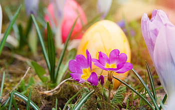Happy Easter!, yellow, flower, egg, purple, green, easter, spring HD wallpaper