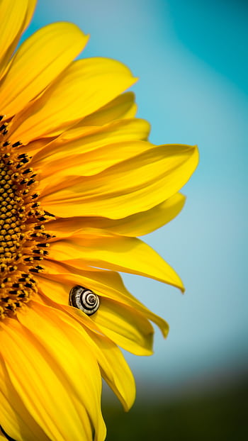 Vibrant close-up of sunflower petals with a small snail under a bright blue sky. HD phone wallpaper