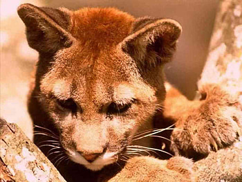wheres mom I Am lonesome, cute, puma, adorable, cub HD wallpaper