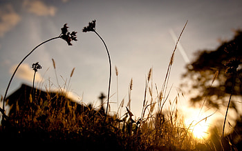 Nature, Grass, Autumn, Sun, Shine, Light, From Below HD wallpaper