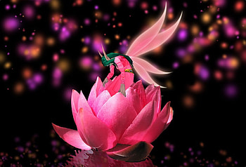 Pink Fantasy Flower, 3d and cg, pink, abstract HD wallpaper