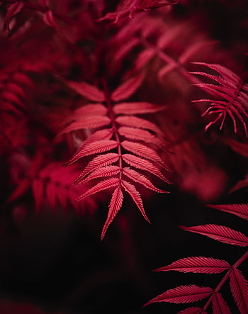 Red leaf, branches HD phone wallpaper