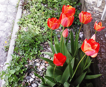 Spring flowers, pretty, red, beautiful, flowers, spring HD wallpaper