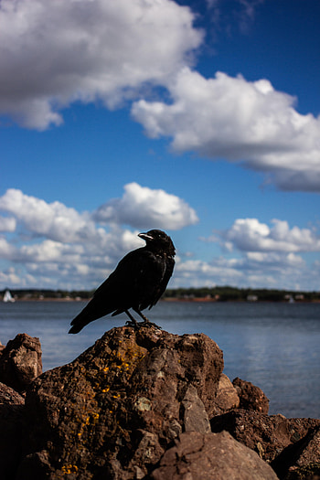 Animals, Sky, Rocks, Bird, Crow HD phone wallpaper