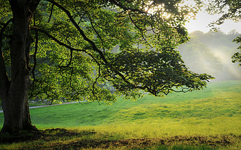 Nature, Grass, Summer, Dawn, Shine, Light, Wood, Rays, Beams, Tree, Crown, Krone, Branches, Branch, Morning, Meadow HD wallpaper