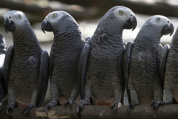 African grey, Parrots HD wallpaper