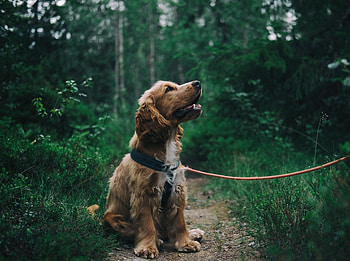 Dog, cute, animal, outdoor HD wallpaper