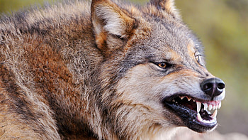 Roar, Wolves HD wallpaper