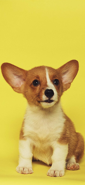 Corgi, Puppies, , Latest designs HD phone wallpaper