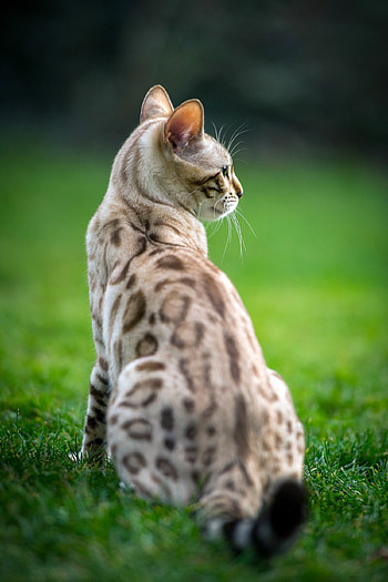 Outdoors, Bengal Cats HD phone wallpaper