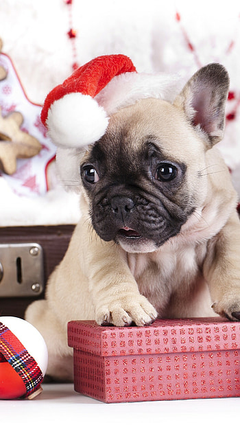 French Bulldog, Puppy , Cute animals, Holiday HD phone wallpaper