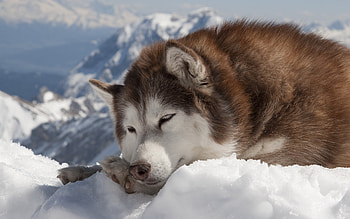 Animals, Dogs HD wallpaper