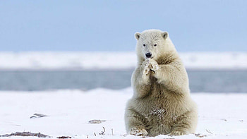 Polar bear, Greenland HD wallpaper