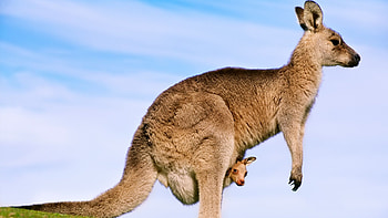Kangaroo, Wild Animals HD wallpaper