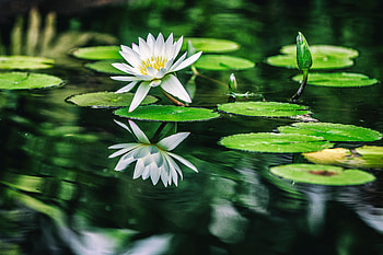 Water Lilies , water-lilies, flowers HD wallpaper