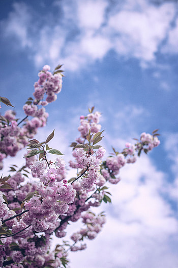 Flowers, Sky, Clouds, Bloom, Flowering, Branch, Spring HD phone wallpaper