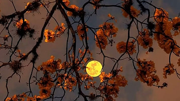 Autumn Moon, Leaves, Branches, Tree, Moon, Orange HD wallpaper