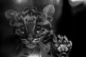Leopard kitty, big, bw, cat, paw, kitten, animal, white, black, window, cute, leopard HD wallpaper