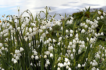 Plants, flowers, snowdrop, white HD wallpaper