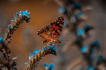 Flower, Macro, Insect, Butterfly HD wallpaper