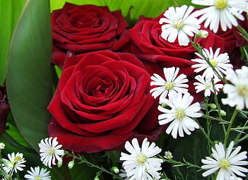 Beautiful, roses, red roses, flowers, wonderful, beauty HD wallpaper